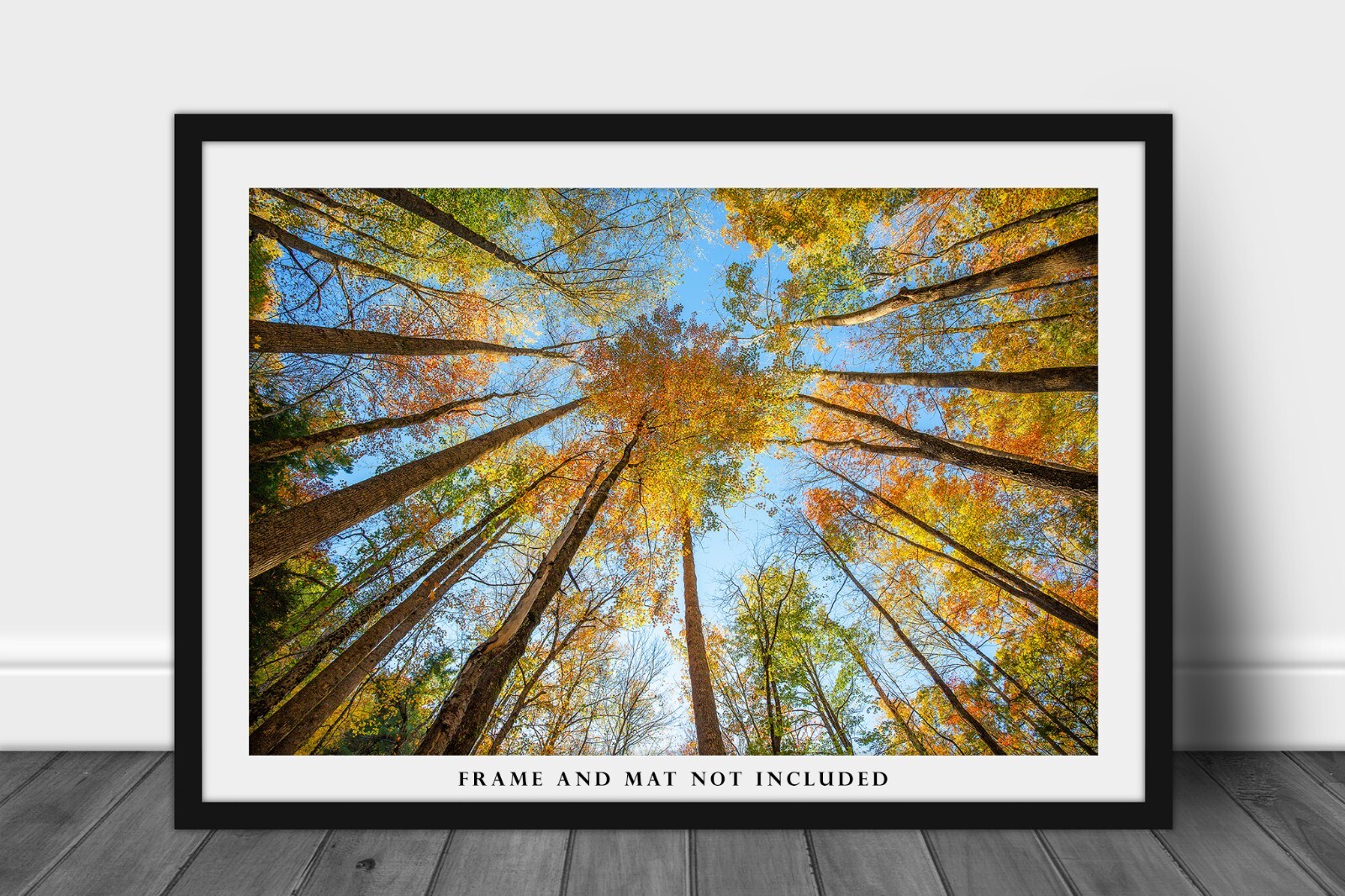 Nature Photography Print – Looking Up in Trees Great Smoky Mountains Tennessee