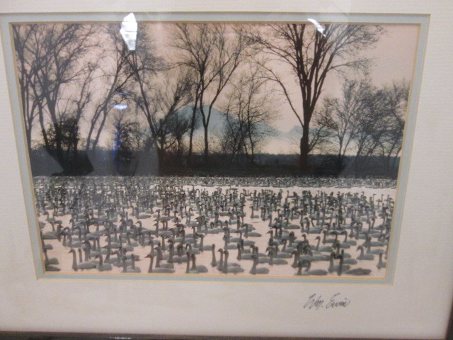 Natural Imagery Signed Photograh by William Ervin “A Gathering of Swans” Framed