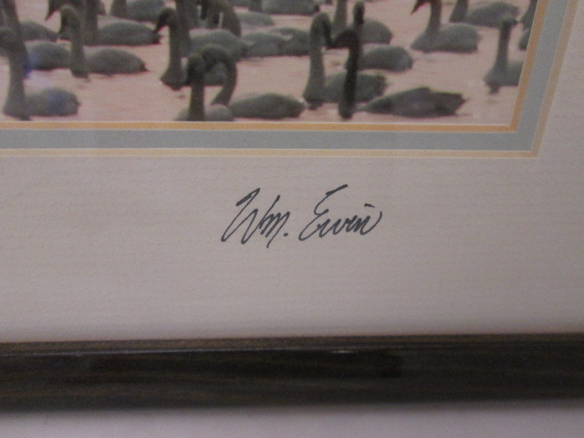 Natural Imagery Signed Photograh by William Ervin “A Gathering of Swans” Framed