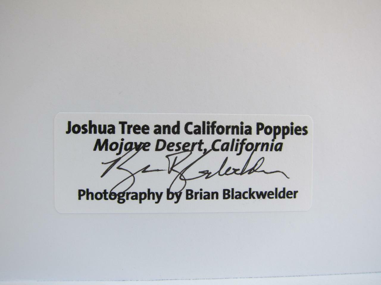 Joshua Tree California Poppies 5×7 Photograph signed Brian Blackwelder – #15