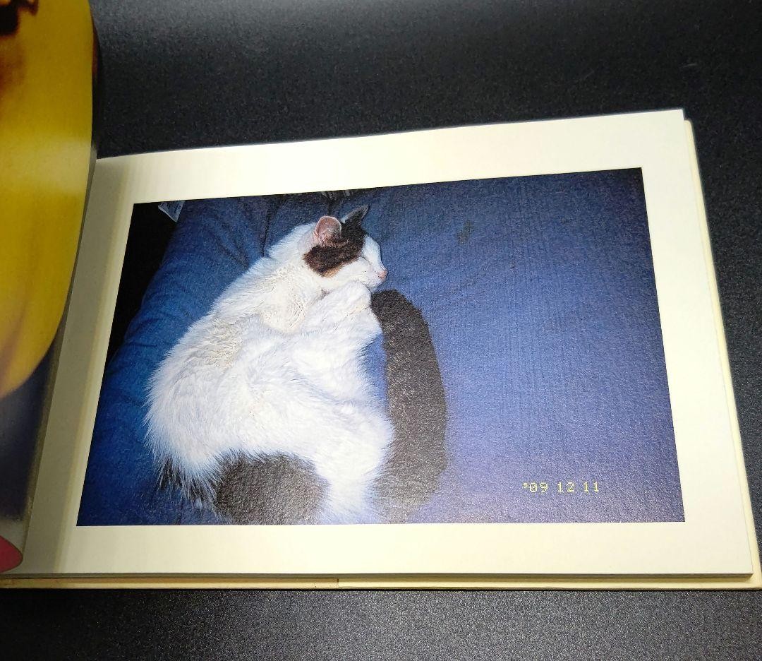 Nobuyoshi Araki Cat Chiro Aishi Hardcover 2013 Book