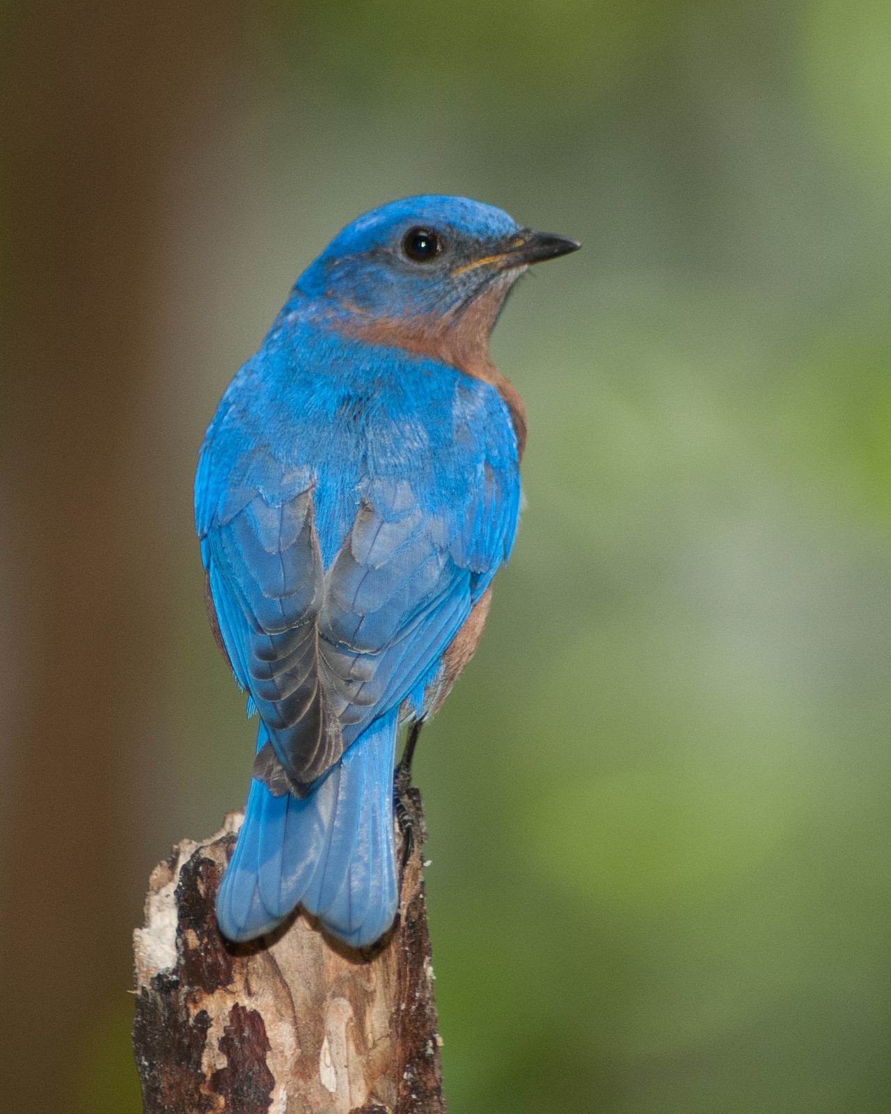 Eastern Bluebird 8×10 8″x10″ Photograph Print #2