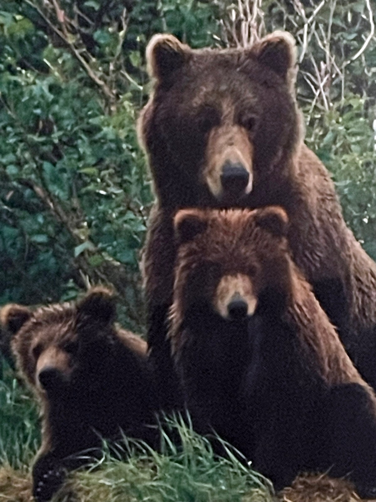 Art Wolfe Signed Wildlife Photograph Print/Framed 8×10 Bears
