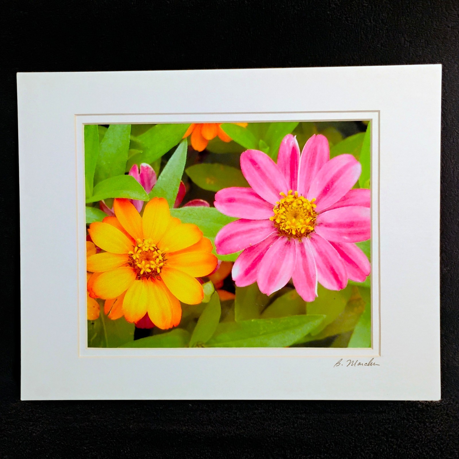 Zinnias Flowers Wall Art Photo Print Nature Photography 11×14 Double Mat White