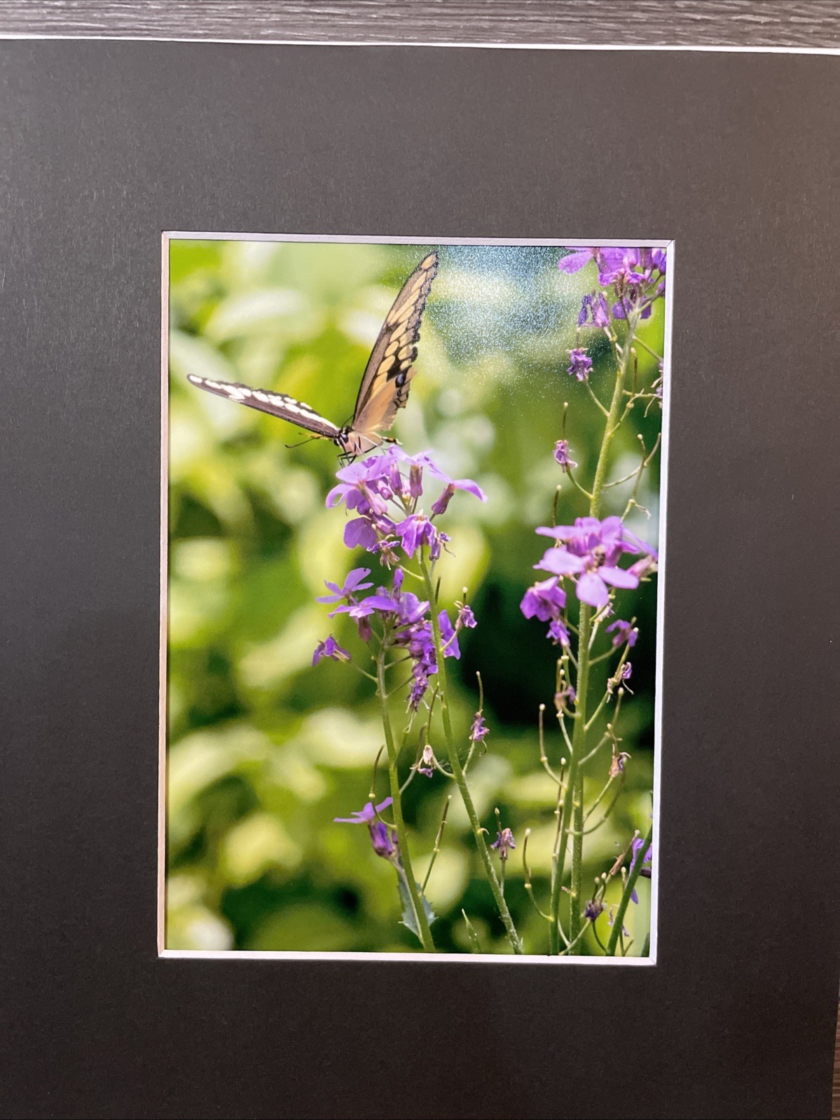 Butterfly Photograph 5×7 In A 8×10 Mat, Nature Photo, Wall Art