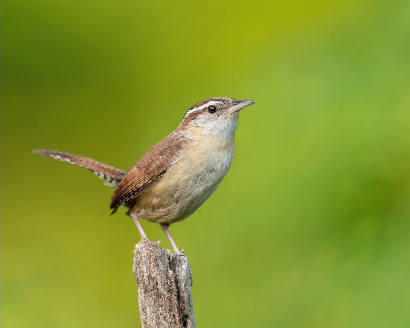 Carolina Wren 8×10 8″x10″ Photograph Print