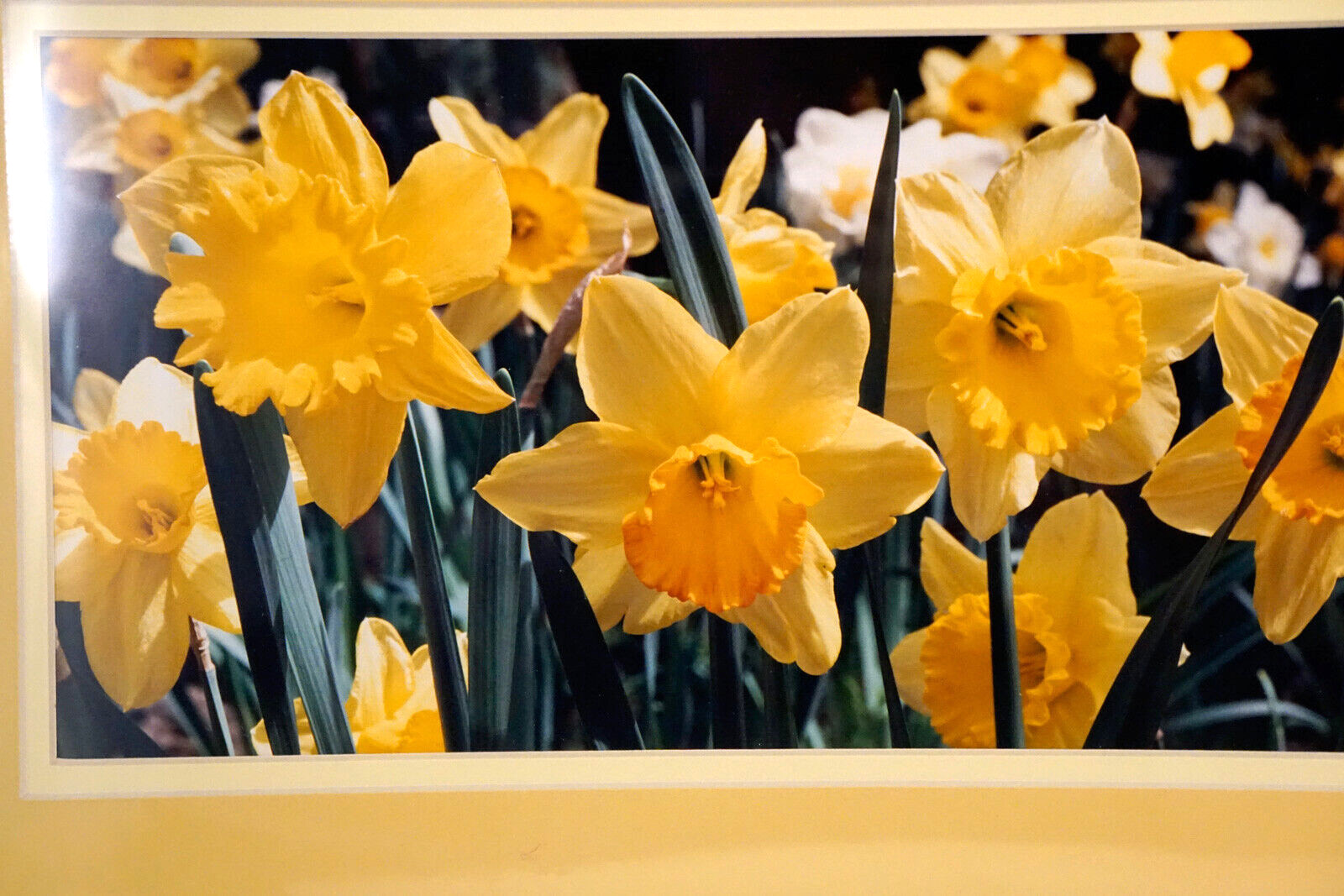 Large Format Photograph Signed Erskine Wood DAFFODILS Double Matted