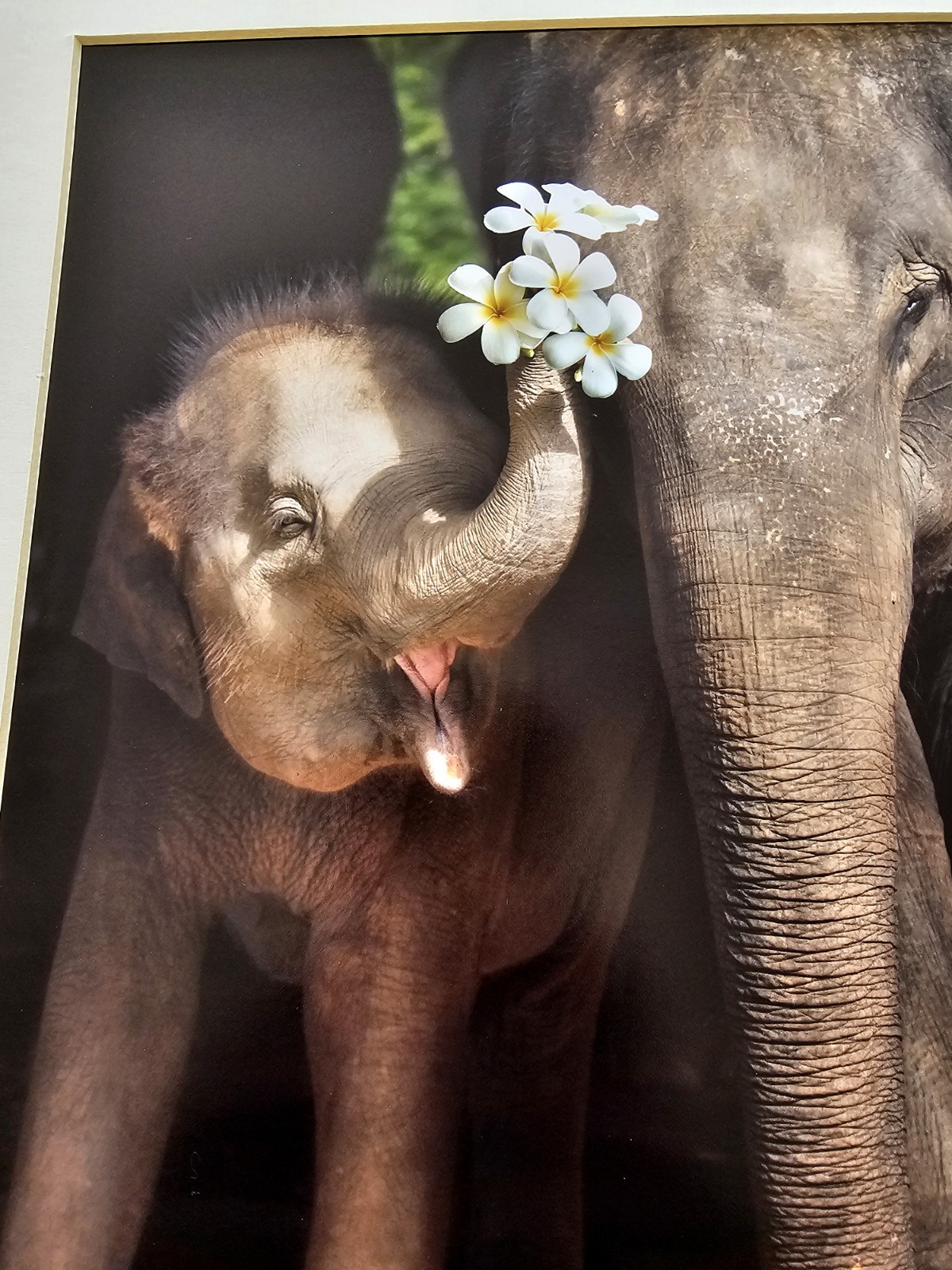 Heartwarming Photograph Baby Elephant Holding Plumeria Flowers, Thailand, 16×16″