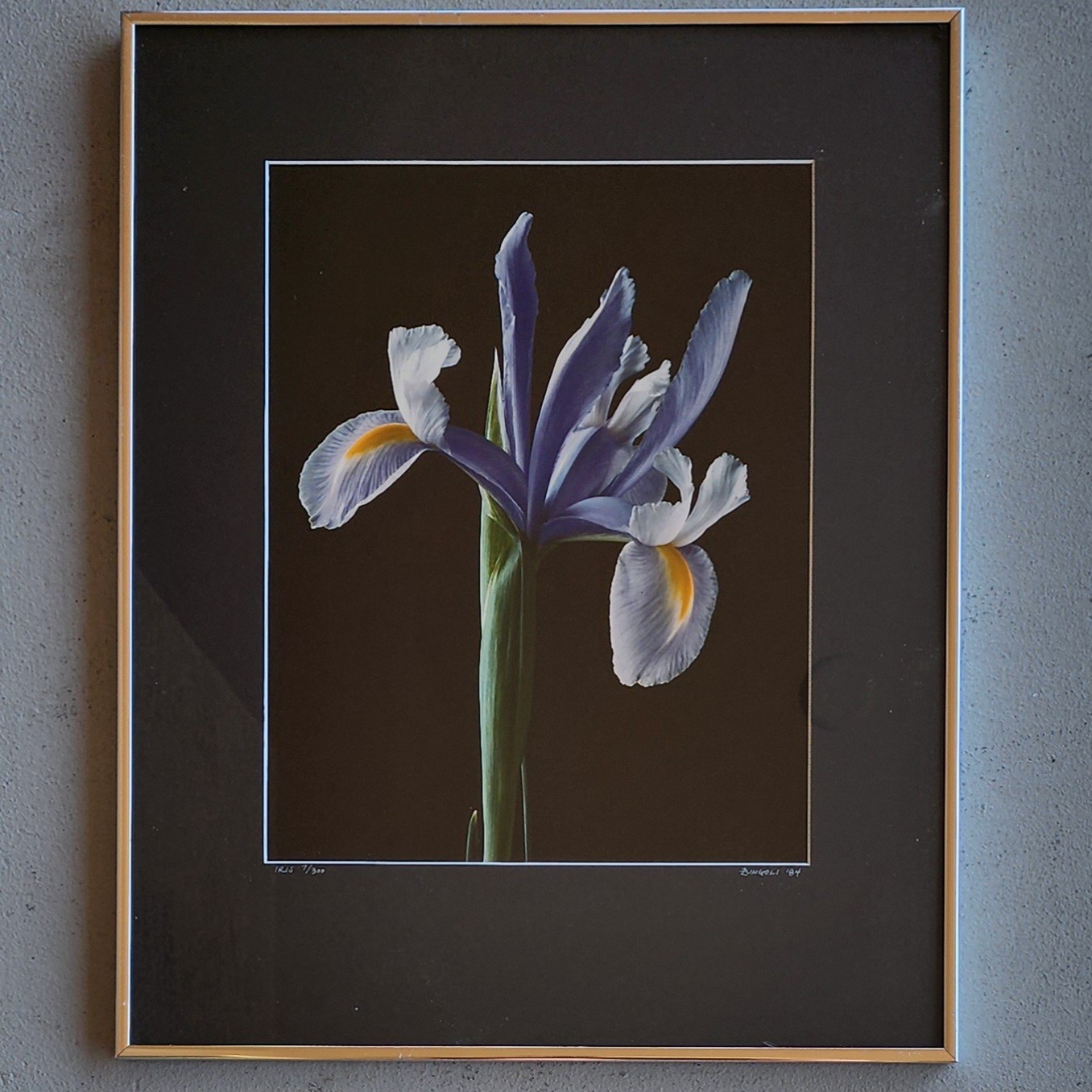 Nick Zungoli Iris 1984 Signed Ltd Ed Photo Print 7/300 Framed Fine Art 16×20