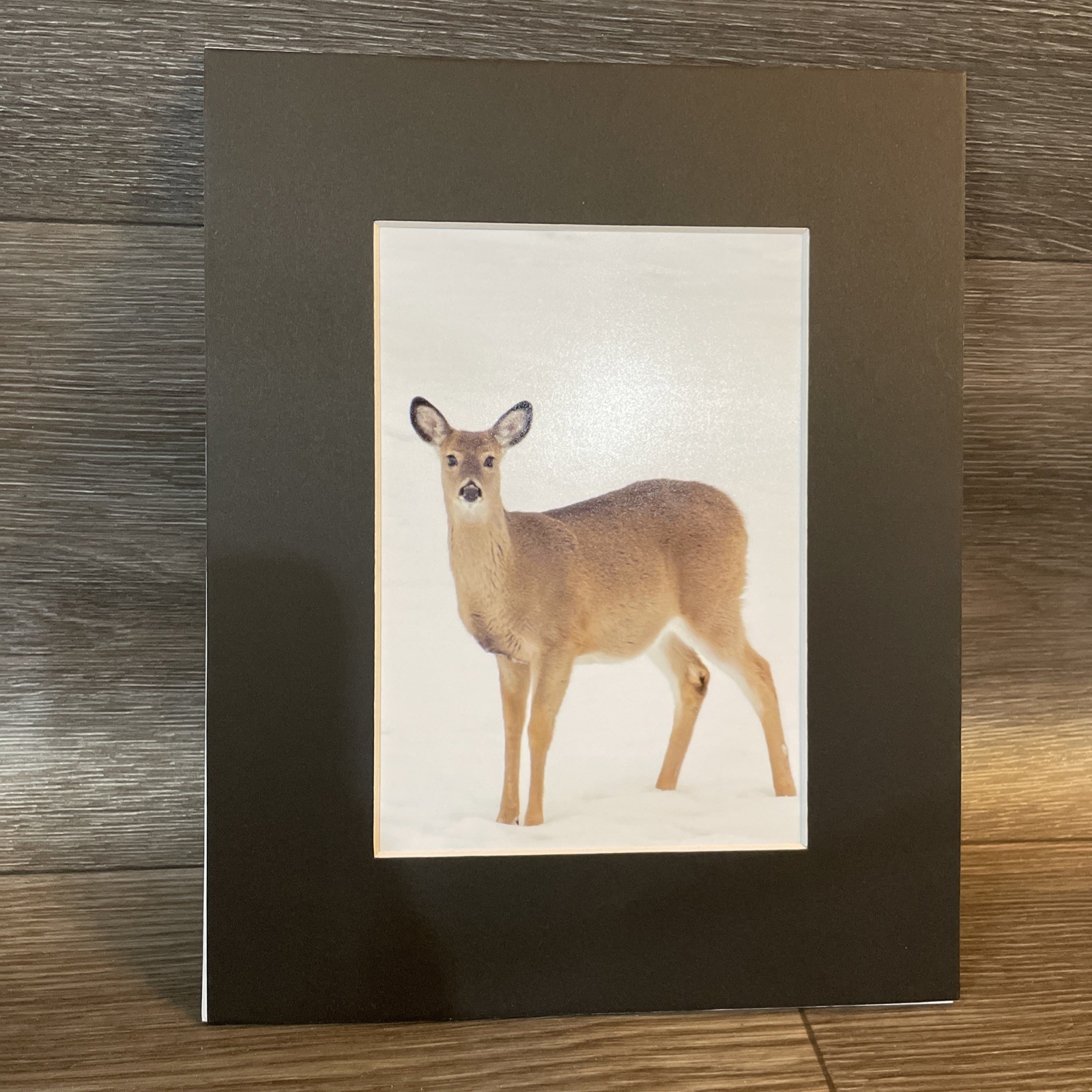“Deer in snow” Photograph 5×7 In A 8×10 Mat, Nature Photo, Wall Art