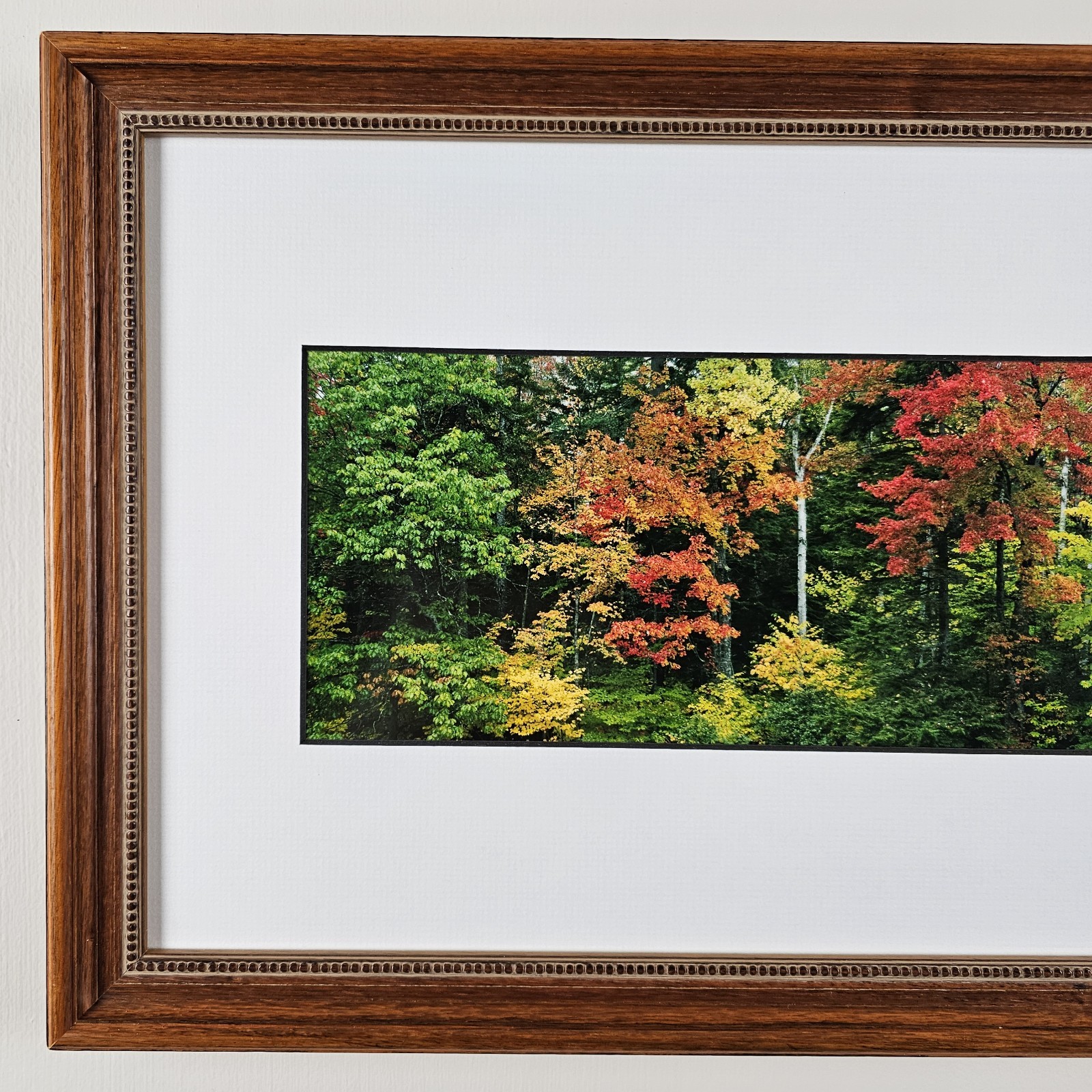 ART – Signed Gary Love Photograph 21.75×11.75 Framed Landscape Art – Maine Trees