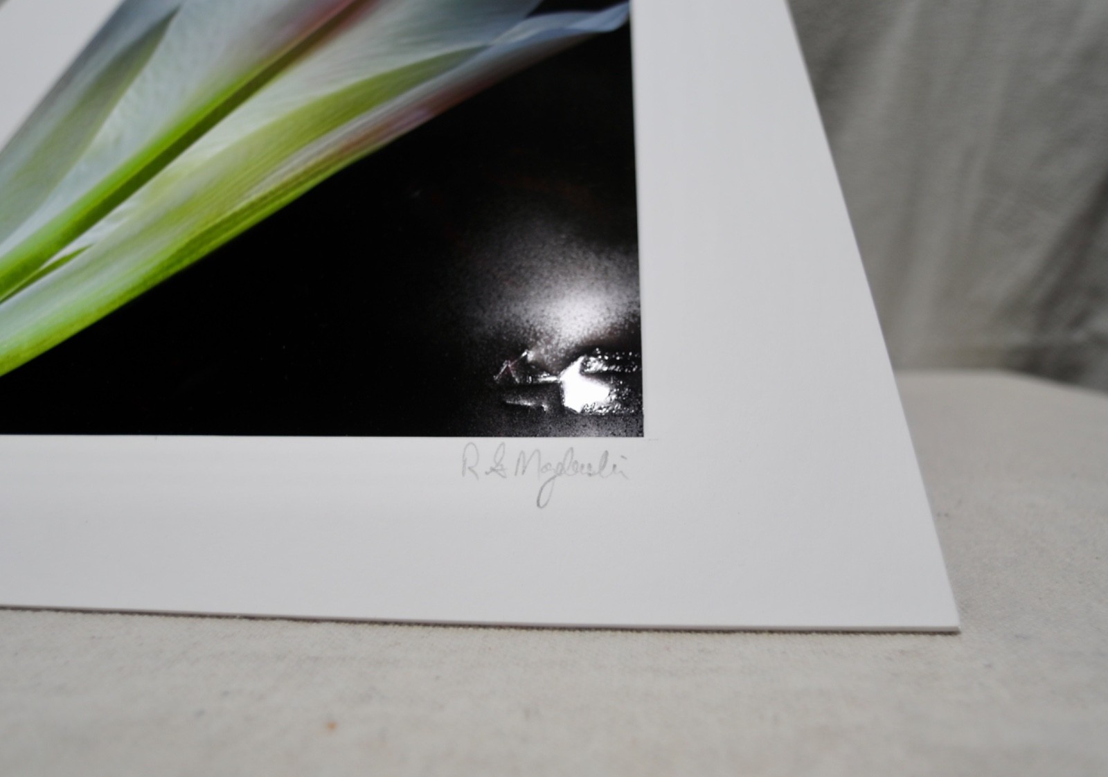 Original Photography Art Print “Calla”