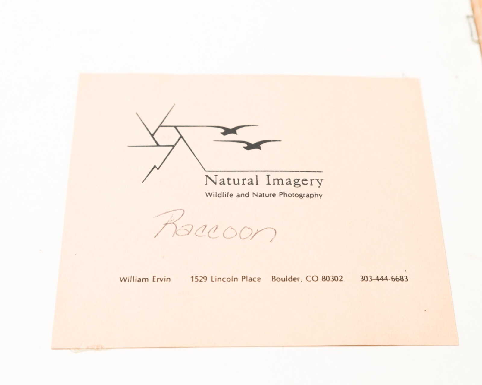 VTG Nature Photographs – Cottontail Raccoon William Ervin Natural Imagery Signed