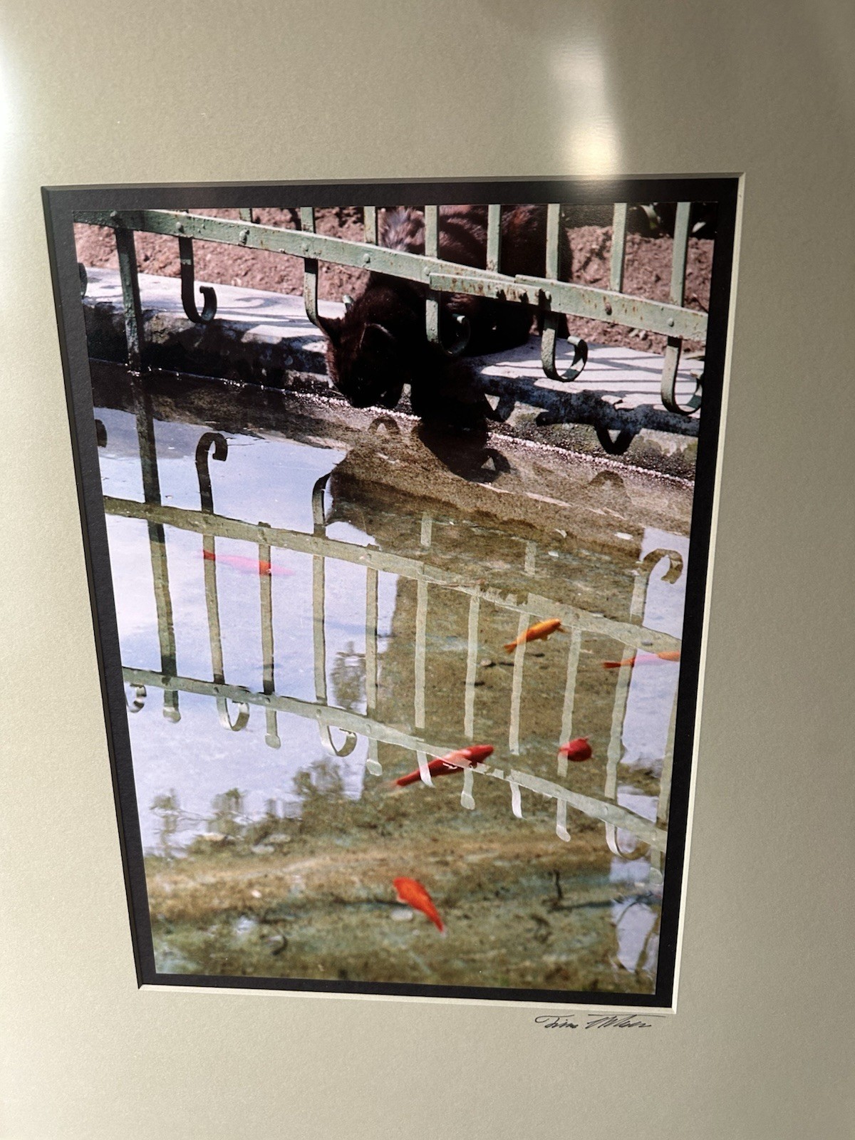 Original Photograph Black Cat Koi Pond Signed Framed Matted Truguard UV Guard