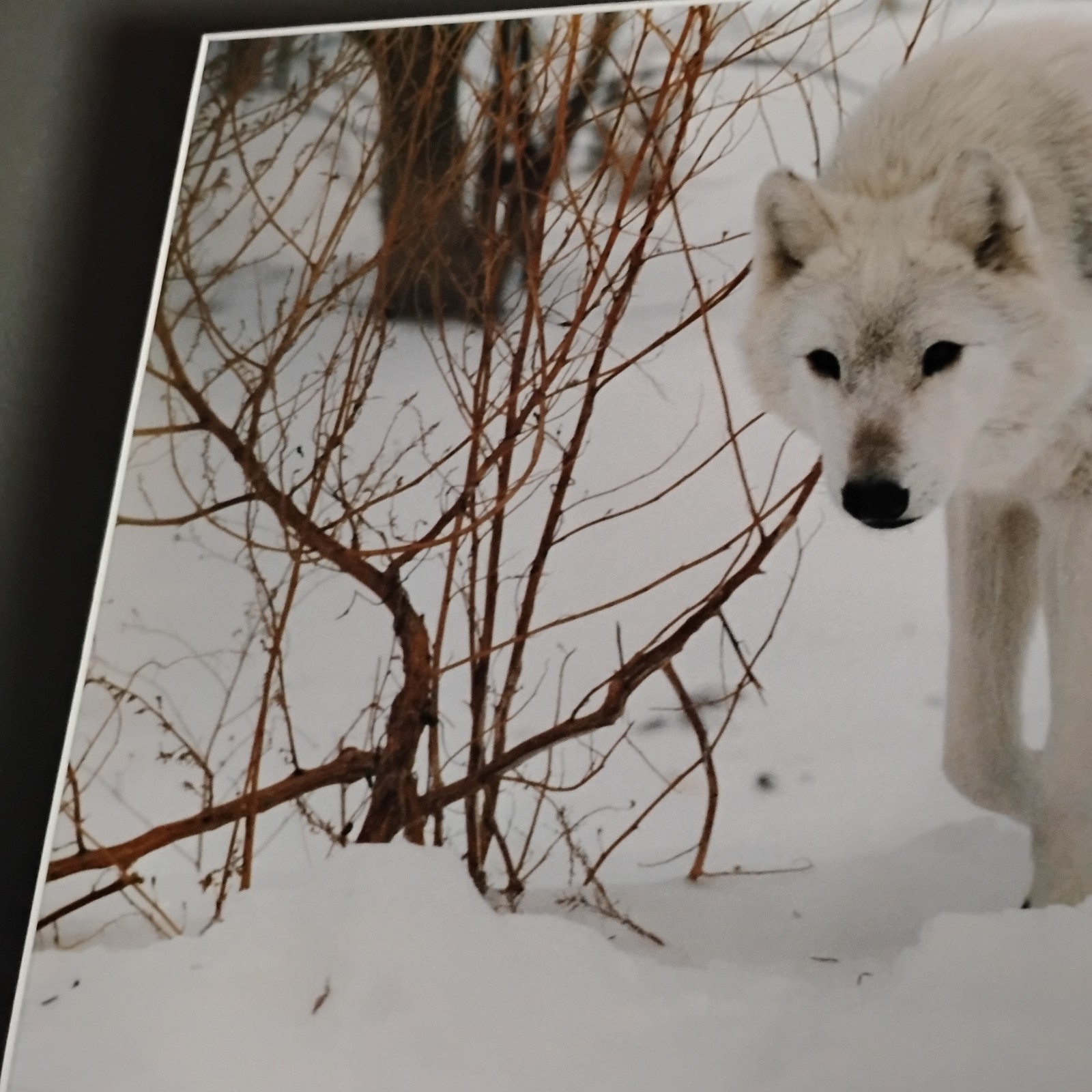 White Wolf Photograph Art Print-Winter Scene. Image 11.75×17 with 18×24 Mat
