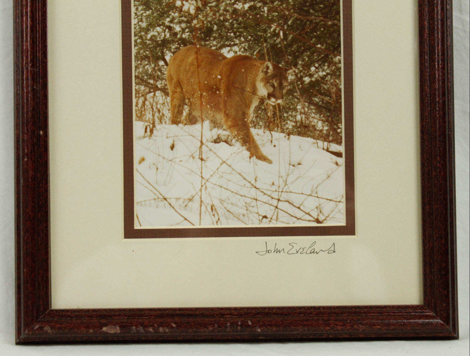 Mountain Lion Stalking in the Snow John Eveland Signed Photo Wood Framed