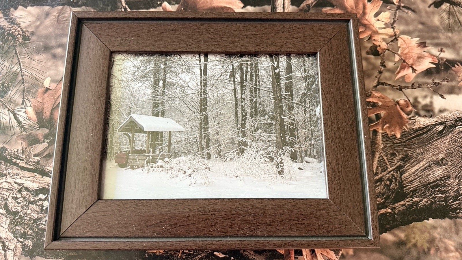 Original photograph, ‘Winter Renewal’ by Serene Scenes in Maine, 5×7
