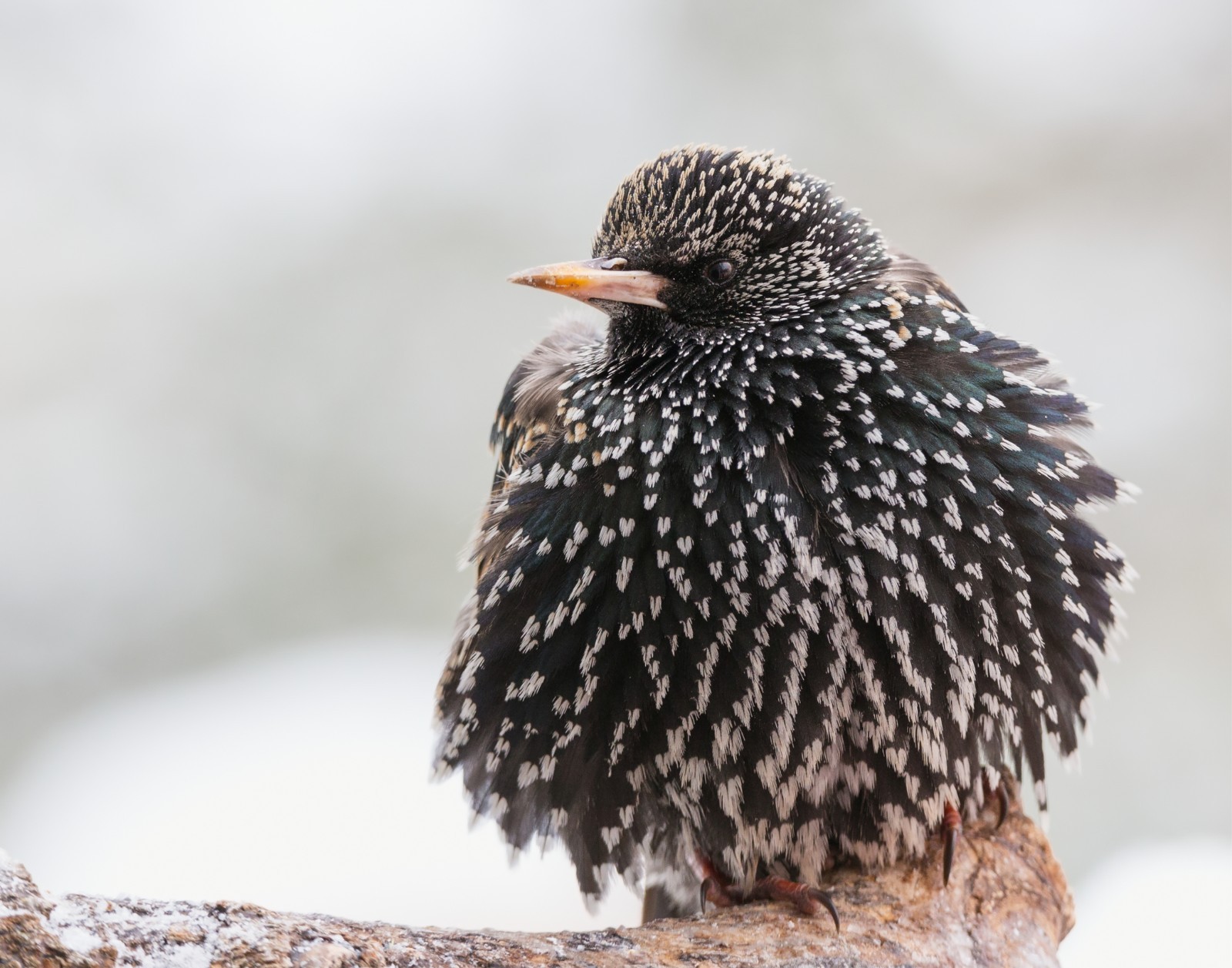 European Starling Bird 11×14 Photograph Print 11″x14″