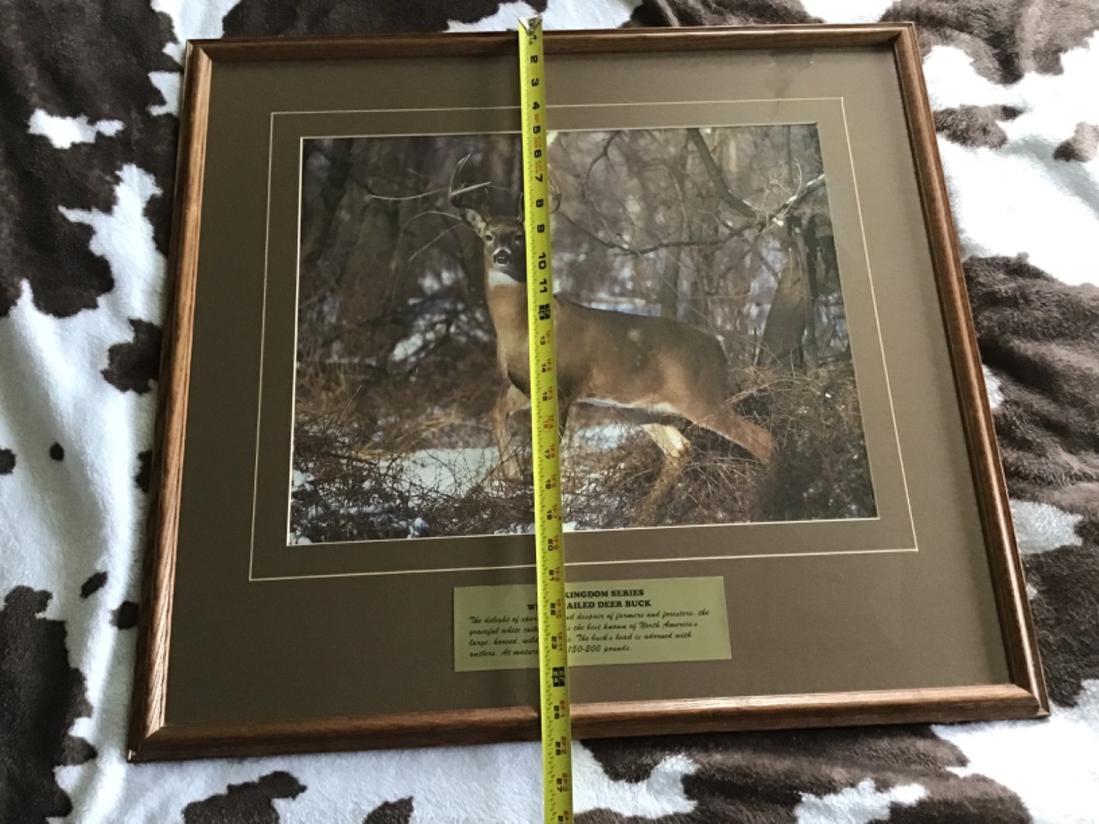 Vintage Wild Kingdom Series White‑Tailed Deer Buck – Large Framed Wildlife Print