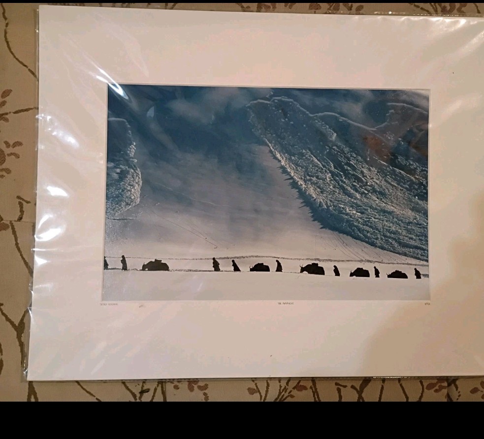 Debra Kellner Canada Yak Avalanche # 66 YellowKorner Certified Photograph
