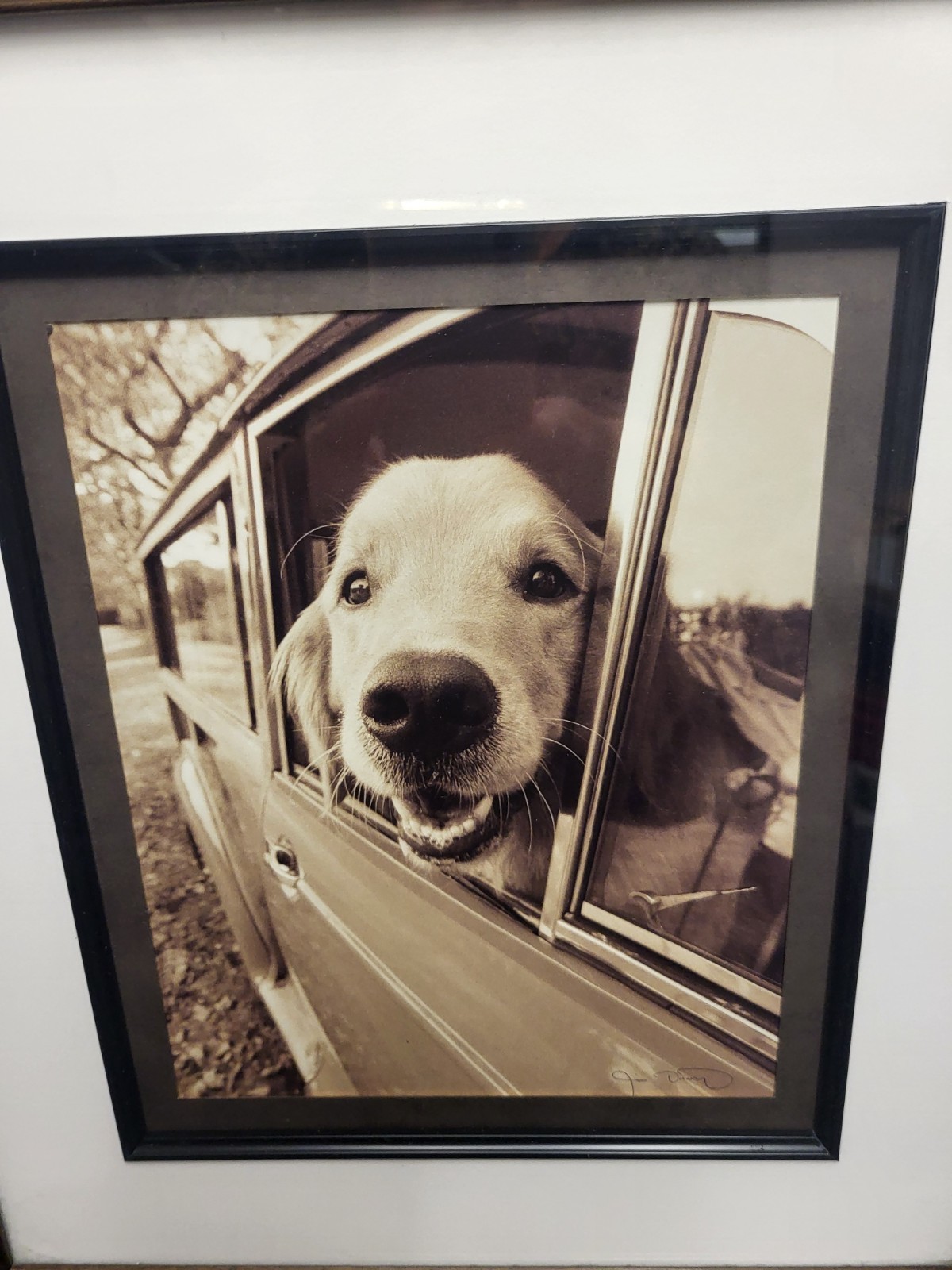20th Century Jim Dratfield Photograph in original frame Golden Retriever signed