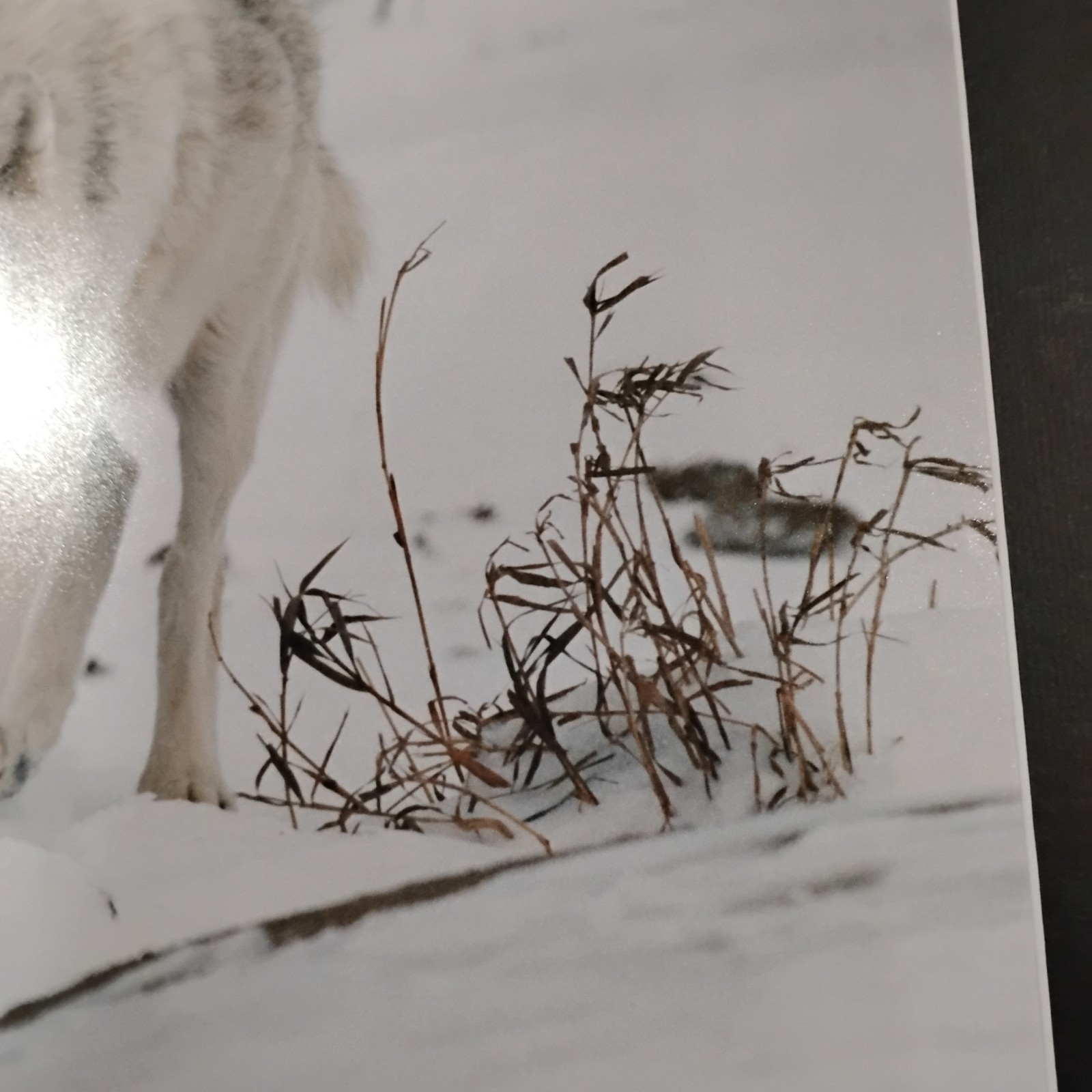 White Wolf Photograph Art Print-Winter Scene. Image 11.75×17 with 18×24 Mat