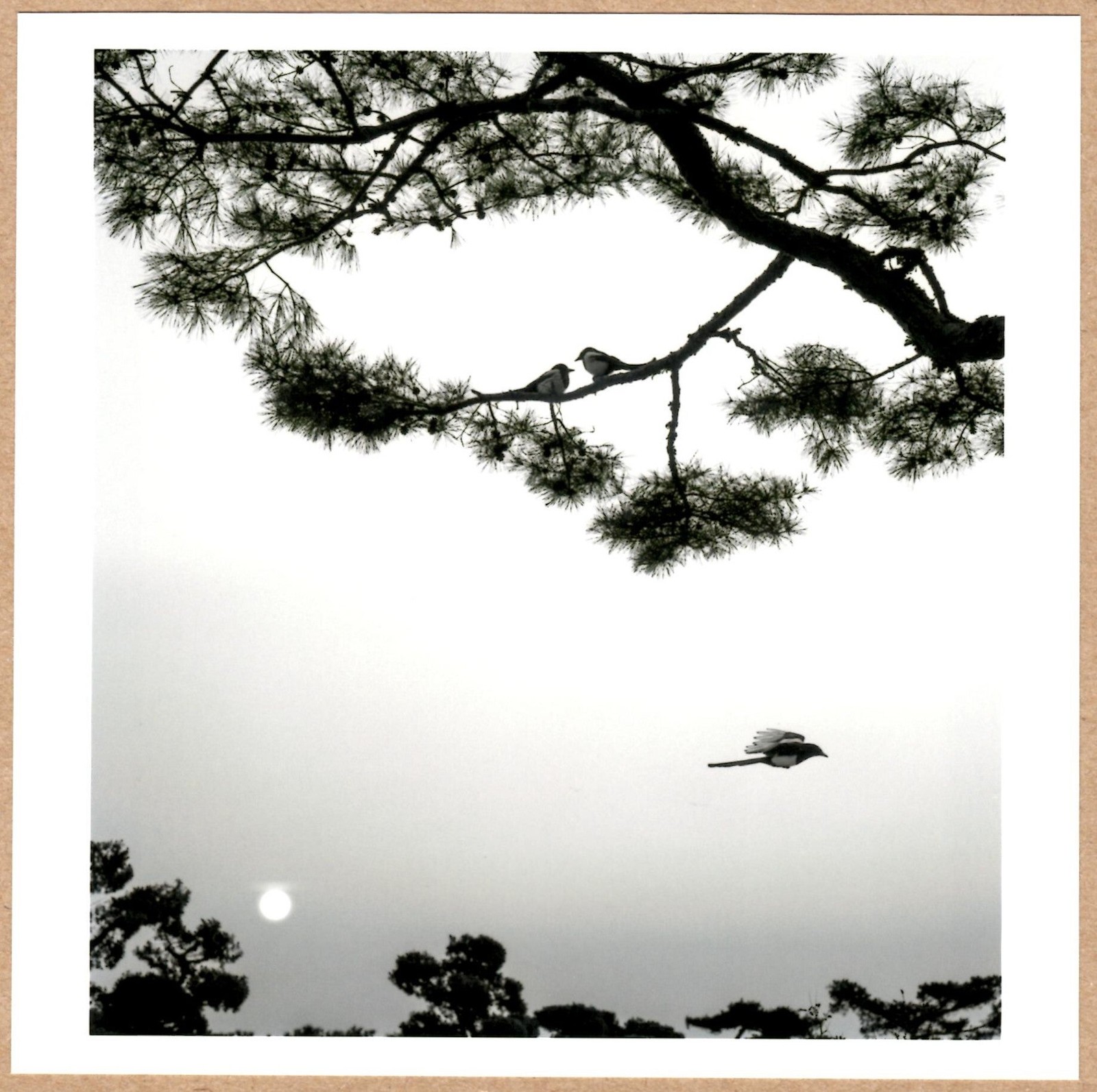 Pentti Sammalahti / SIGNED PENTTI SAMMALLAHTI Magpies Seoul South Korea 2016 6 x