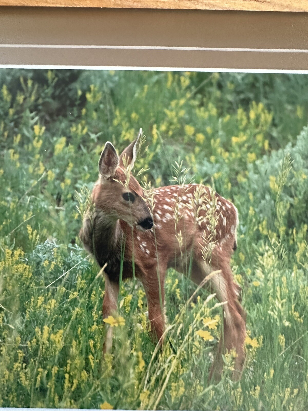 Framed Twin Mule Deer Fawn Wildlife Photography By J.R. Hunter (Signed)