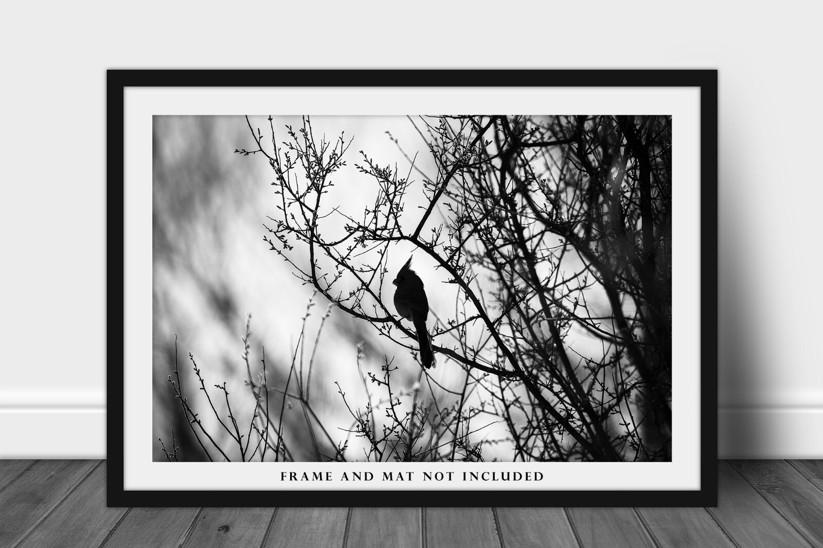 Cardinal Photography Print: Arizona Black & White Bird Desert Southwest Photo