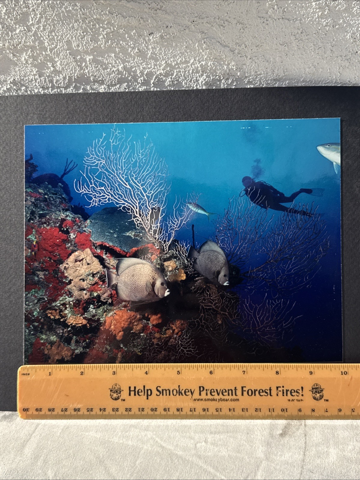 CATHY CHURCH Photograph “Gray Angels on Sunset Reef” 10″x8” Signed on Board