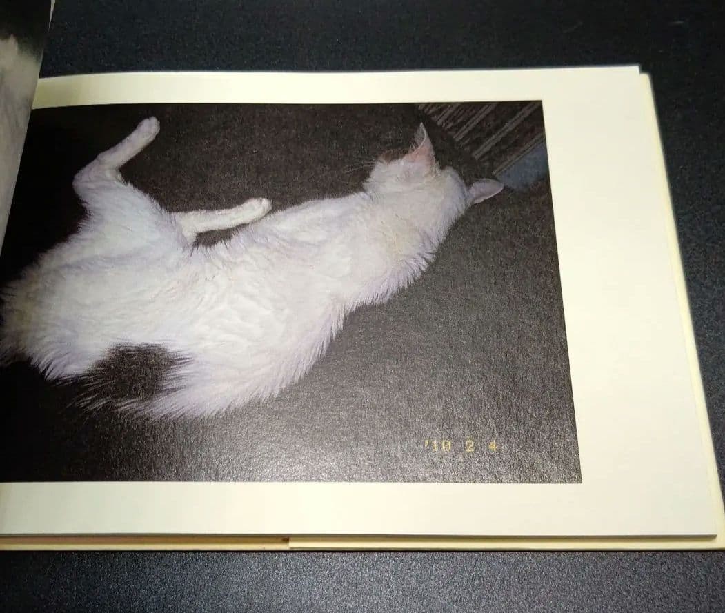 Nobuyoshi Araki Cat Chiro Aishi Hardcover 2013 Book