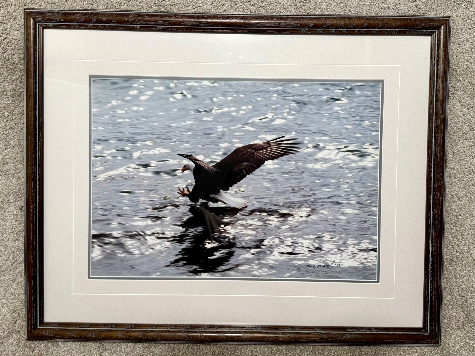 “The Decisive Moment- Bald Eagle” by Tom Mangelsen