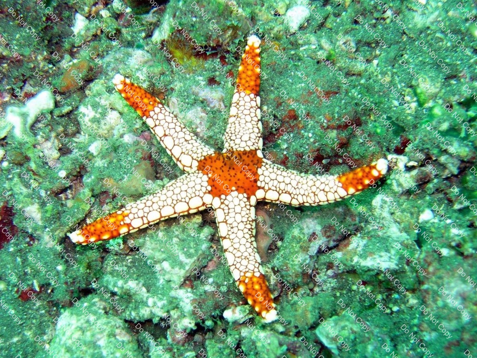 Digital Photo Image Wallpaper Background Red White Starfish