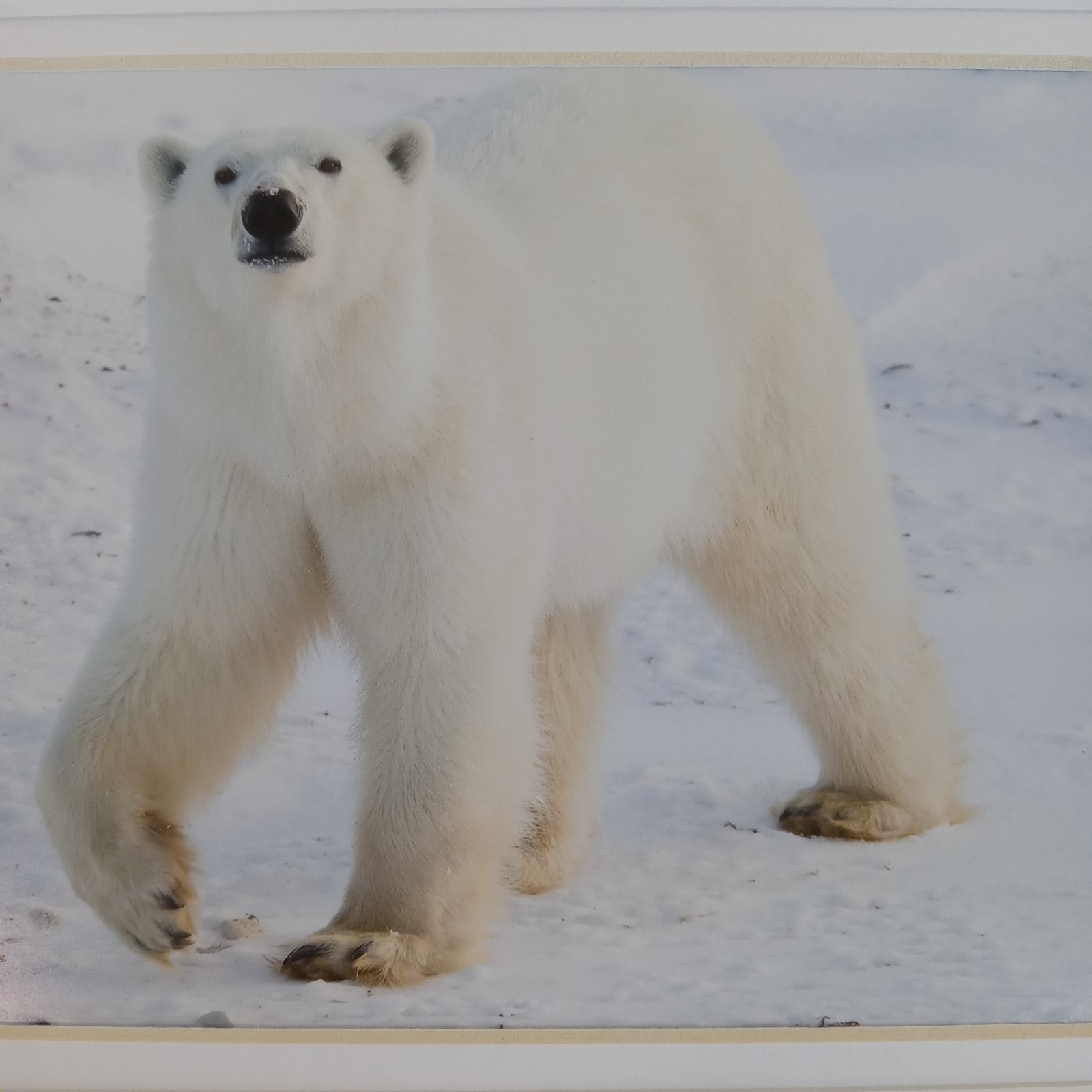 Polar Bear Photography Prints Set of 2 Matted Wildlife Art Photos Mike Johnson