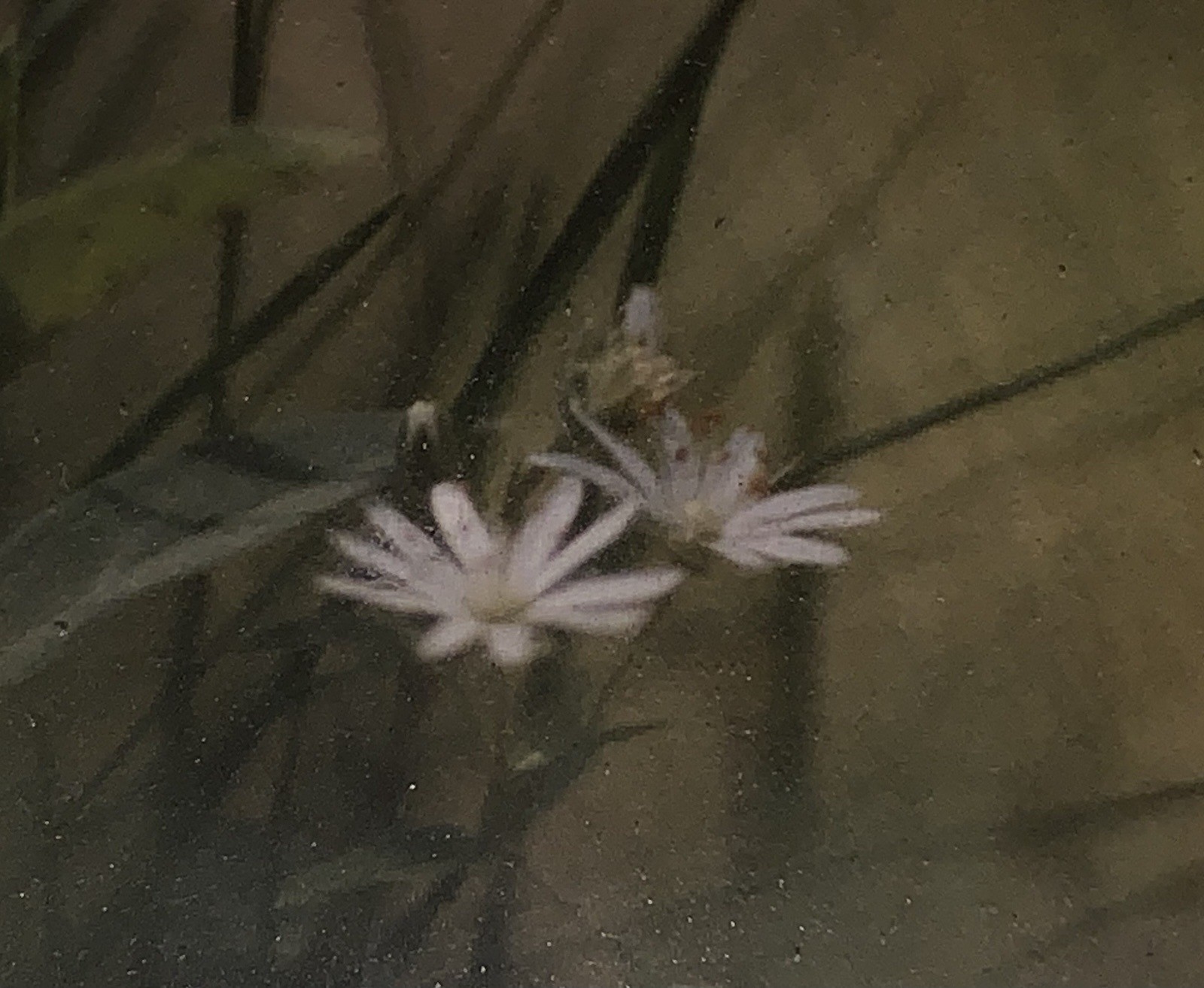 Pair Gamow Signed Floral Photography Art 5″ x 7″ Matted