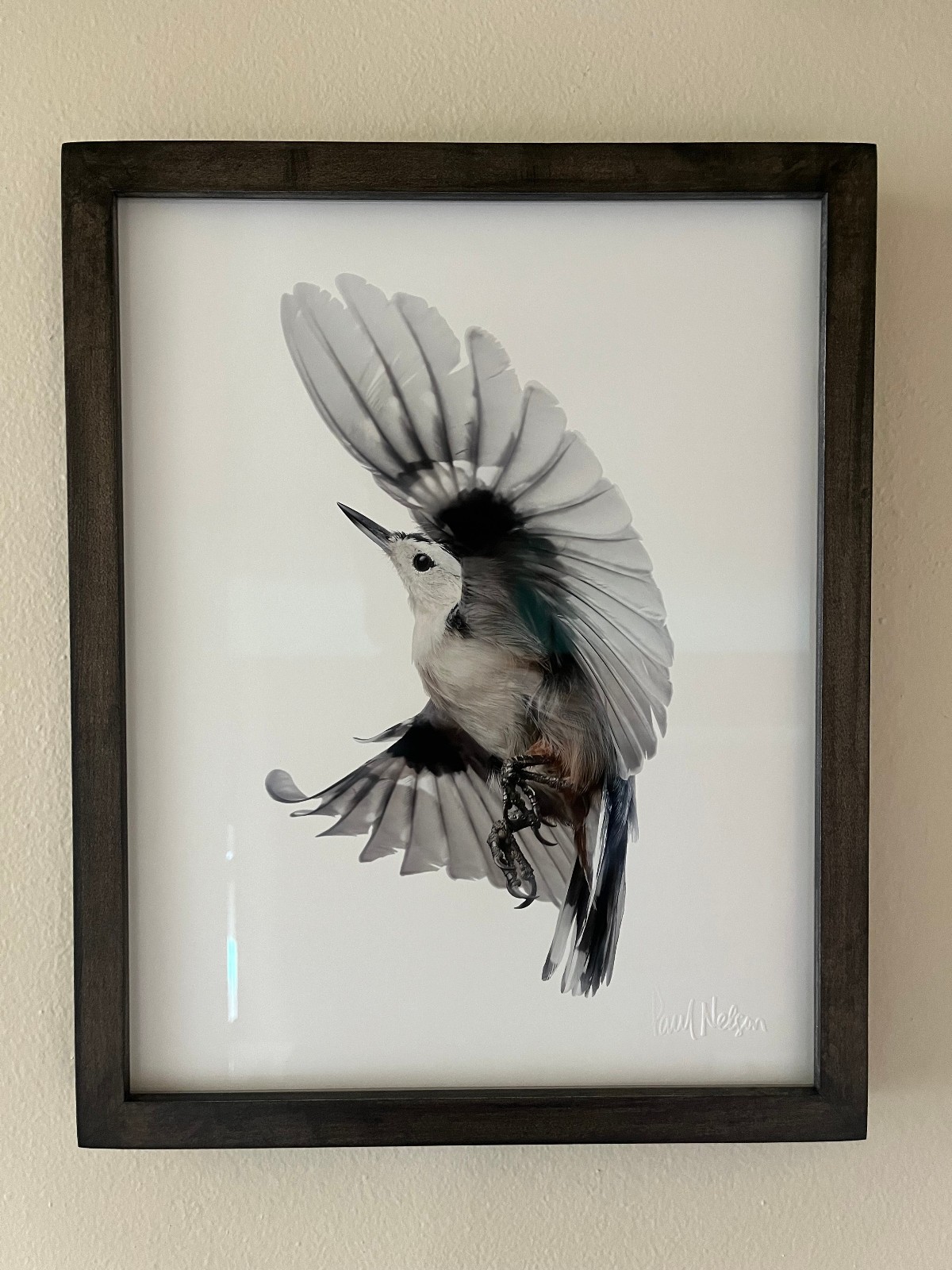 Paul Nelson Photograpy, Wild Birds Flying, White-Breasted Nuthatch