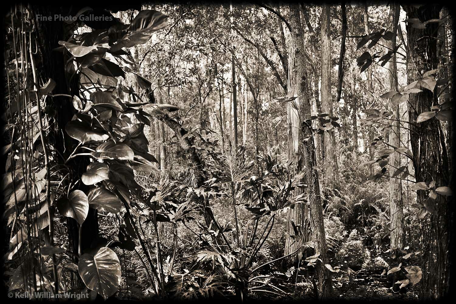 KELLY WILLIAM WRIGHT Original Landscape ENCHANTED FOREST Botanical Photo 8×11 in