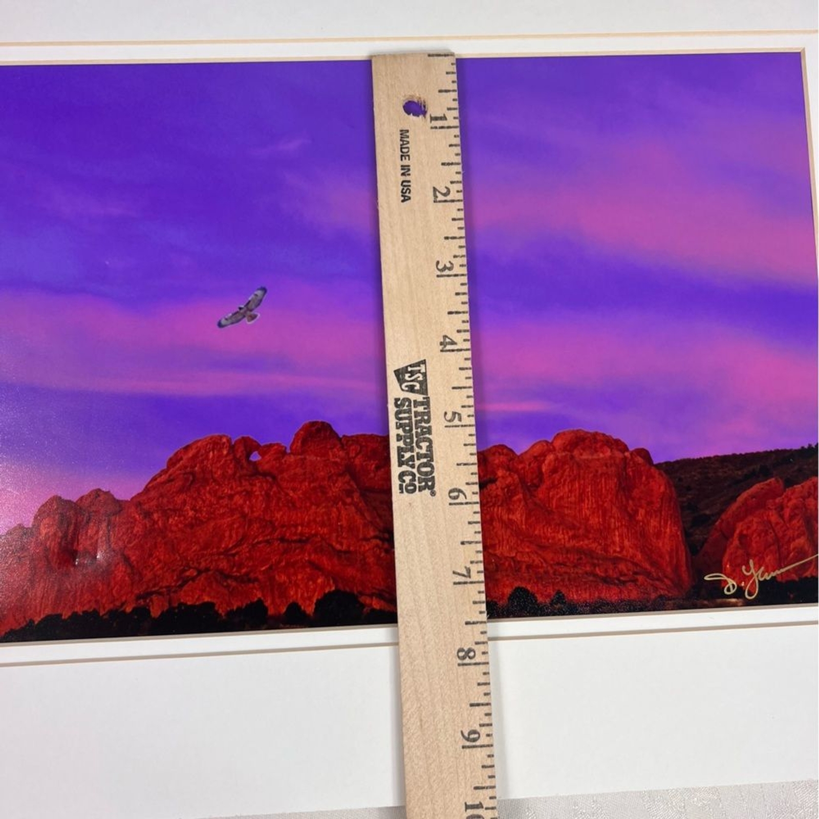 Debbie Yarra Nature’s Light Photography Print Hawk Spirit Soars in the Garden