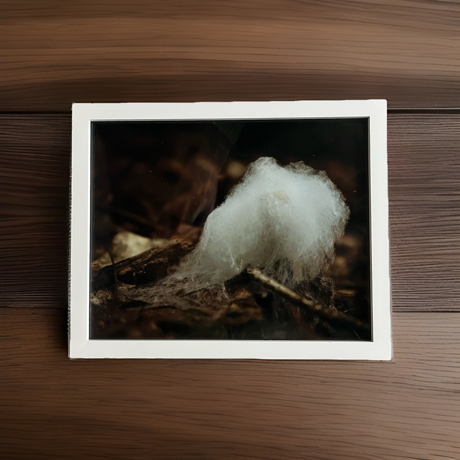 Fine Art photography – Forest Fungus photograph (8 X 10) In White Frame –