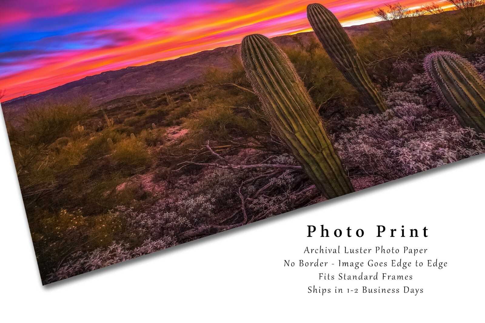 Saguaro Cactus Photography Print | Sonoran Desert Picture | Arizona Wall Art