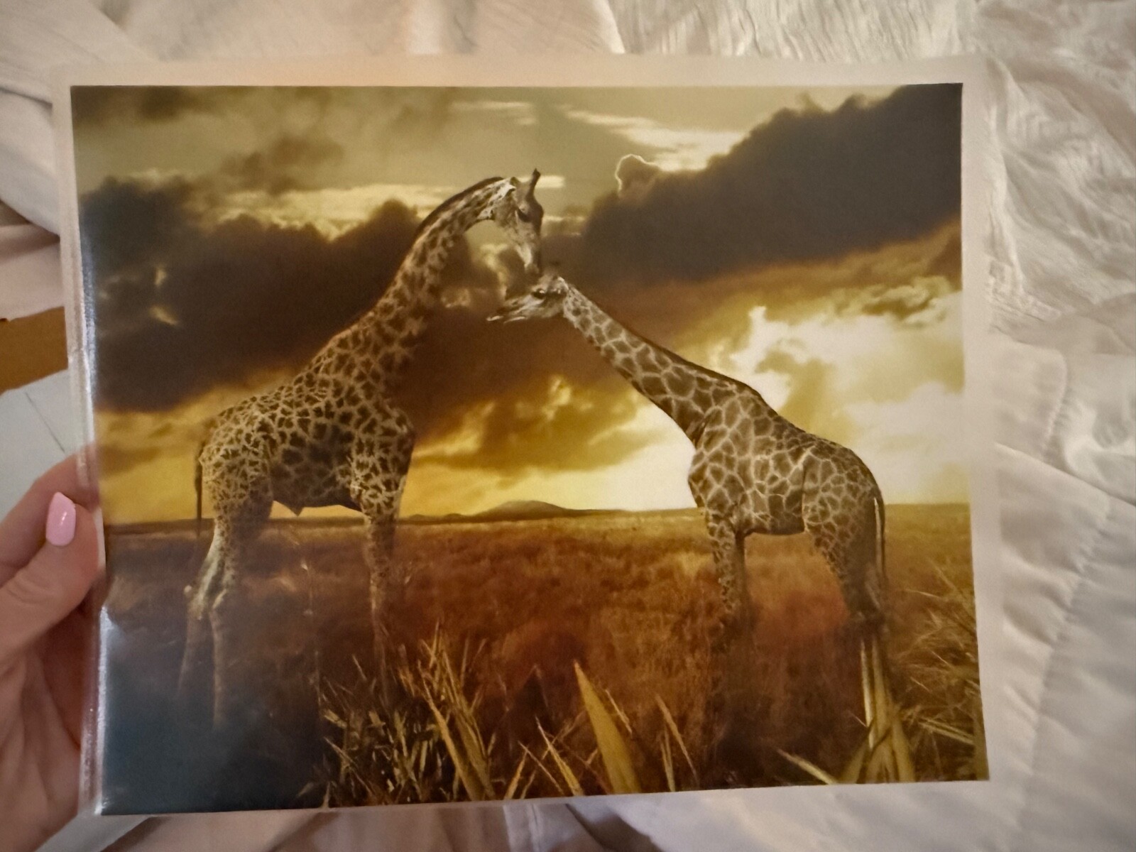 Giraffe Photo, Wildlife Photography, Animal Photo Print, Family of Giraffes Art