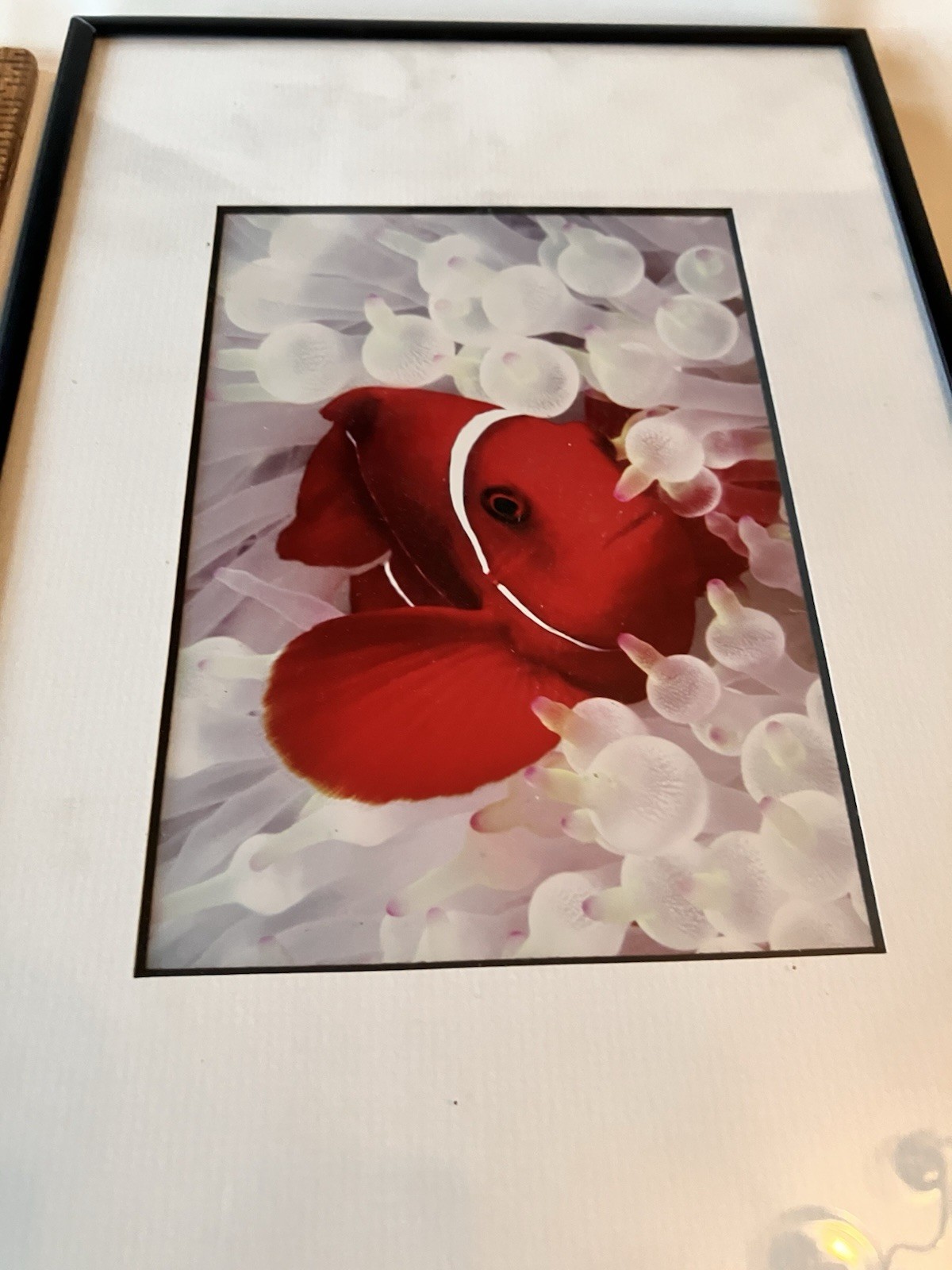 Vintage Clownfish In Bleached White Anemone Framed Photographs Signed Mike Bacon