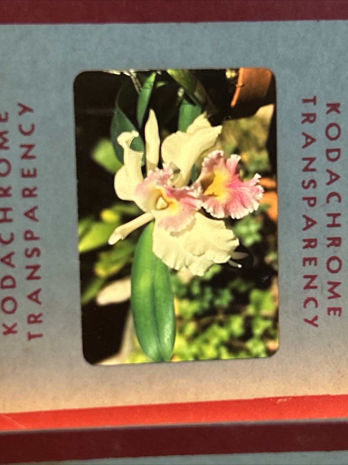 Kodachrome Red Border Lot Of 40 1950’s Camping Trip Flowers 35mm Color Slides