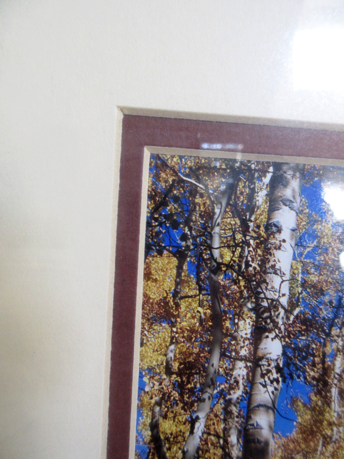 Framed Landscape Photography Aspen Trees Autumn Forest Path Rustic Wall Art