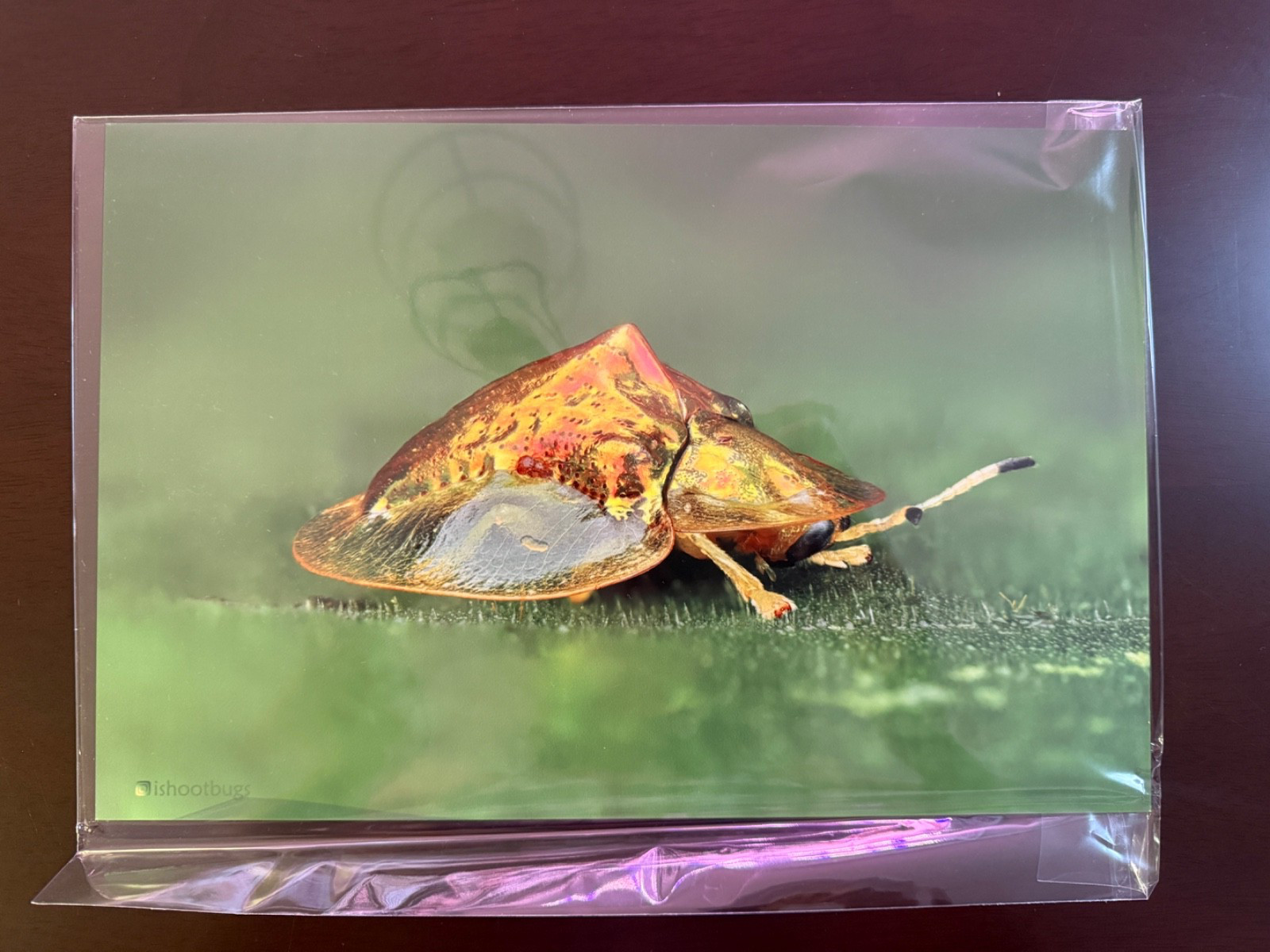 8×12 High Gloss Metal Wall Art Tortoise Beetle Macro Wildlife Print