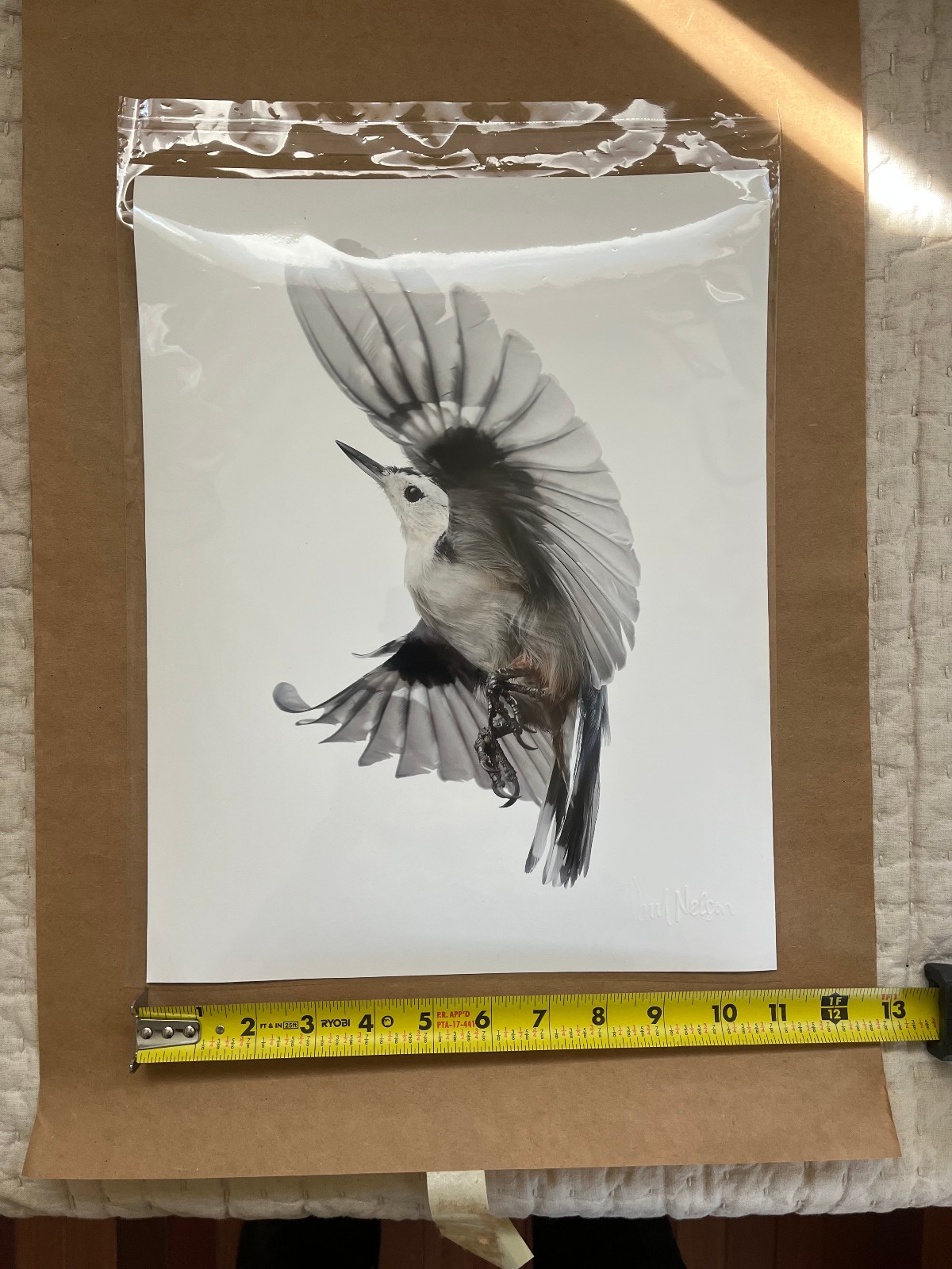Paul Nelson Photograpy, Wild Birds Flying, White-Breasted Nuthatch