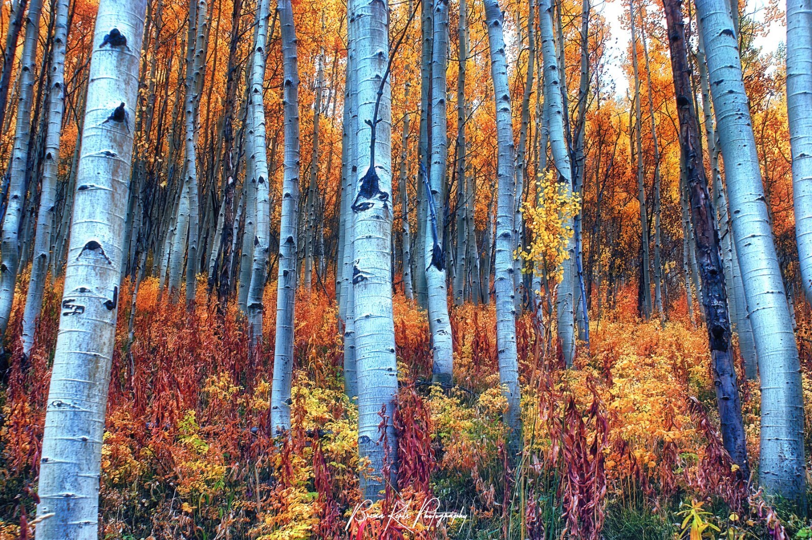 Colorful Aspens – Framed Fall Landscape Photograph Outdoor Nature Wall Art
