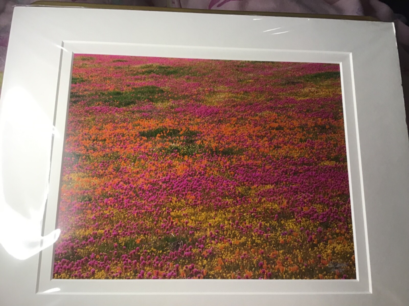 Ron Mellott matted photography California poppies Owl’s Clover Antelope Valley