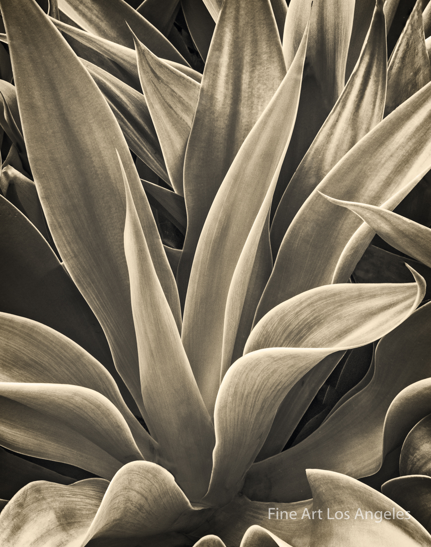 Jay Buchsbaum Photo, Untitled #7 Pointed Succulents