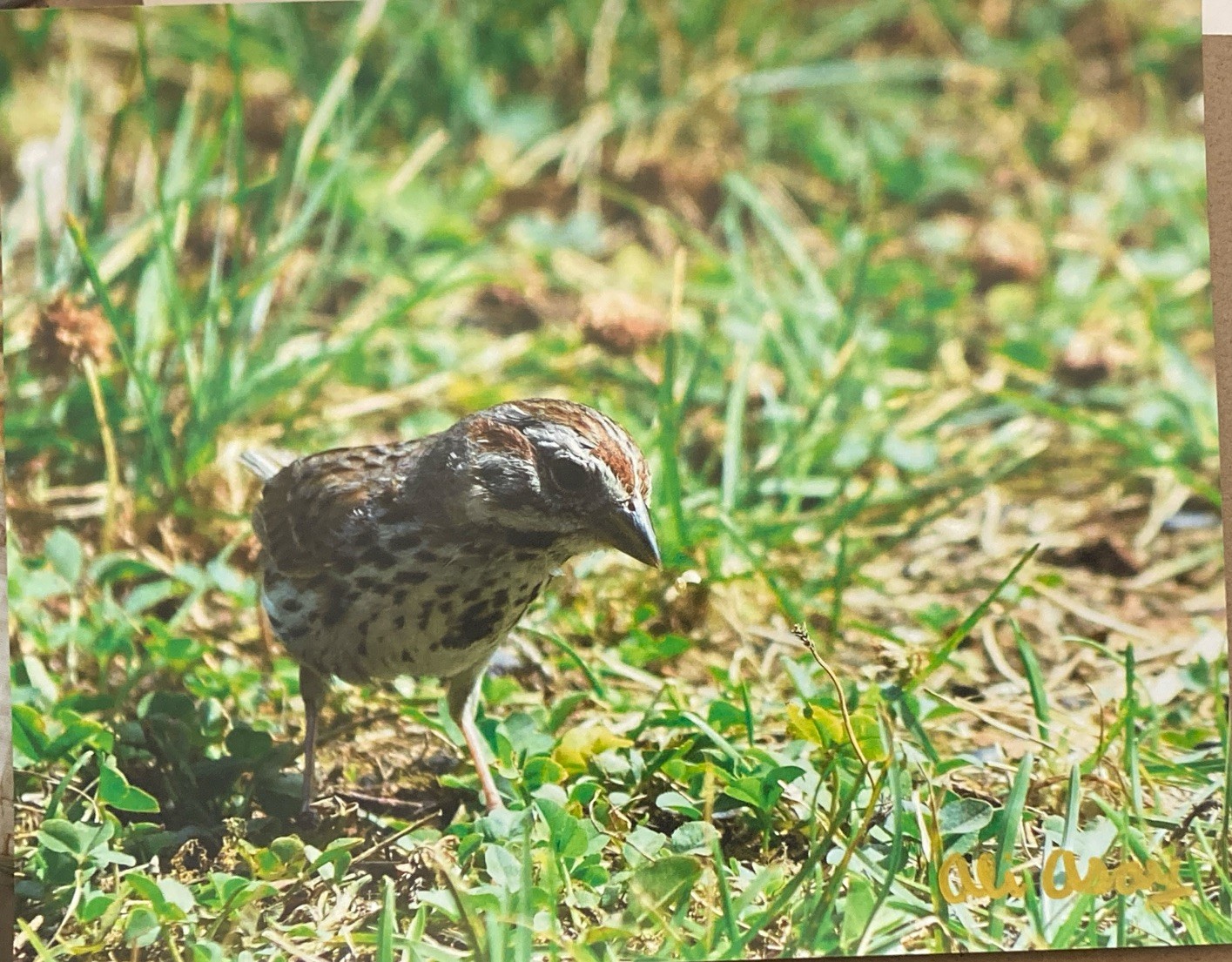 8×10 Bird Photography Matte Print Song Sparrow In Grass wildlife PRINTONLY